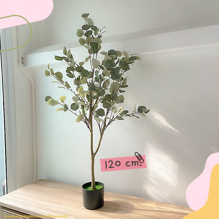ต้นยูคาลิปตัส ใบกลม Eucalyptus Tree