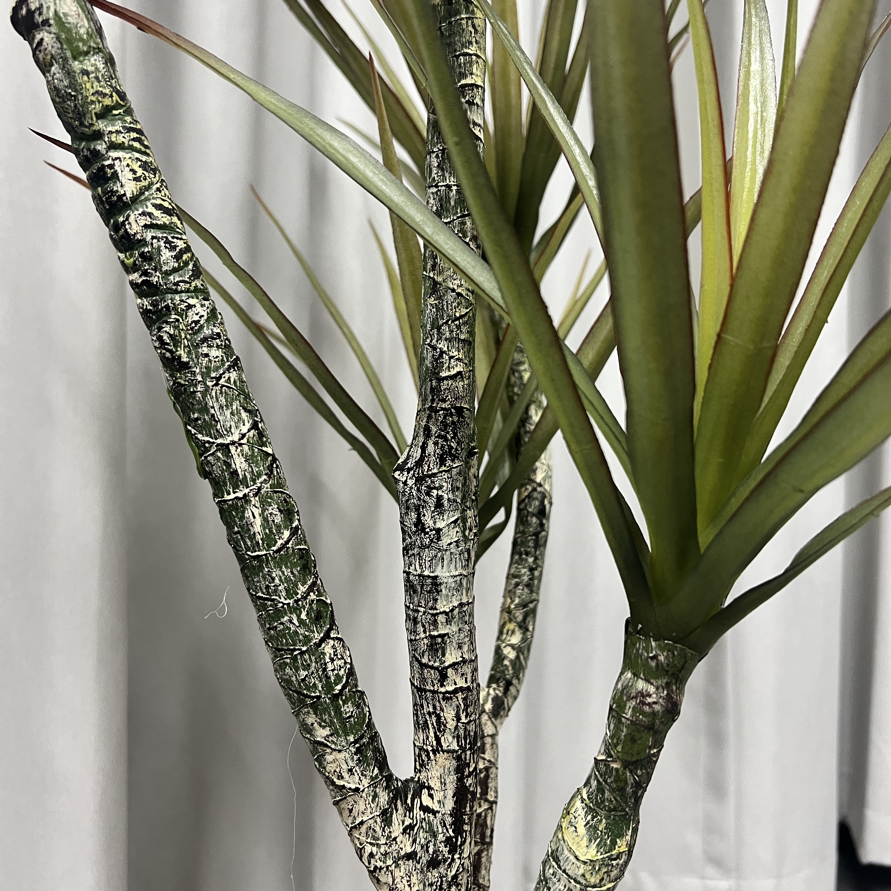 ต้น Dracaena draco ดราแคนน่า จันผาเลือดมังกร พร้อมกระถางดำ มี 2 ไซส์ให้เลือก