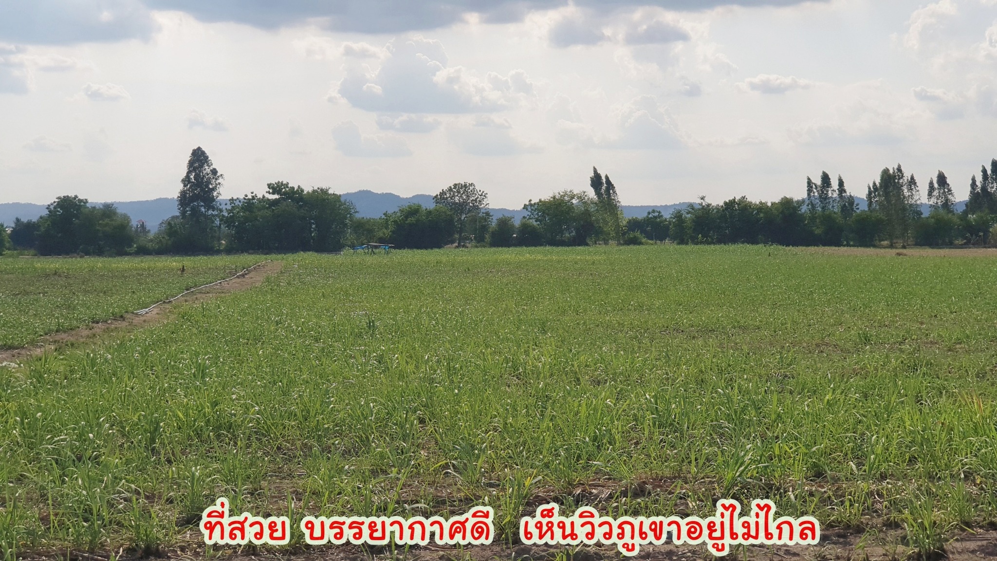 ขายที่ดินทำเลดี ติดถนนทางหลวง 333 อู่ทอง-สระกระโจม เนื้อที่ 97 ไร่ 3 งาน 27 ตรว ไร่ละ 260,000 บ. มีโครงการจะขยาย 4 เลน หน้ากว้างติดถนน 208 เมตร มีทางสาธารณะรอบที่