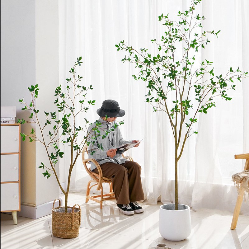 ต้นคามิลเลีย Camellia Japonica 150cm / 180 cm
