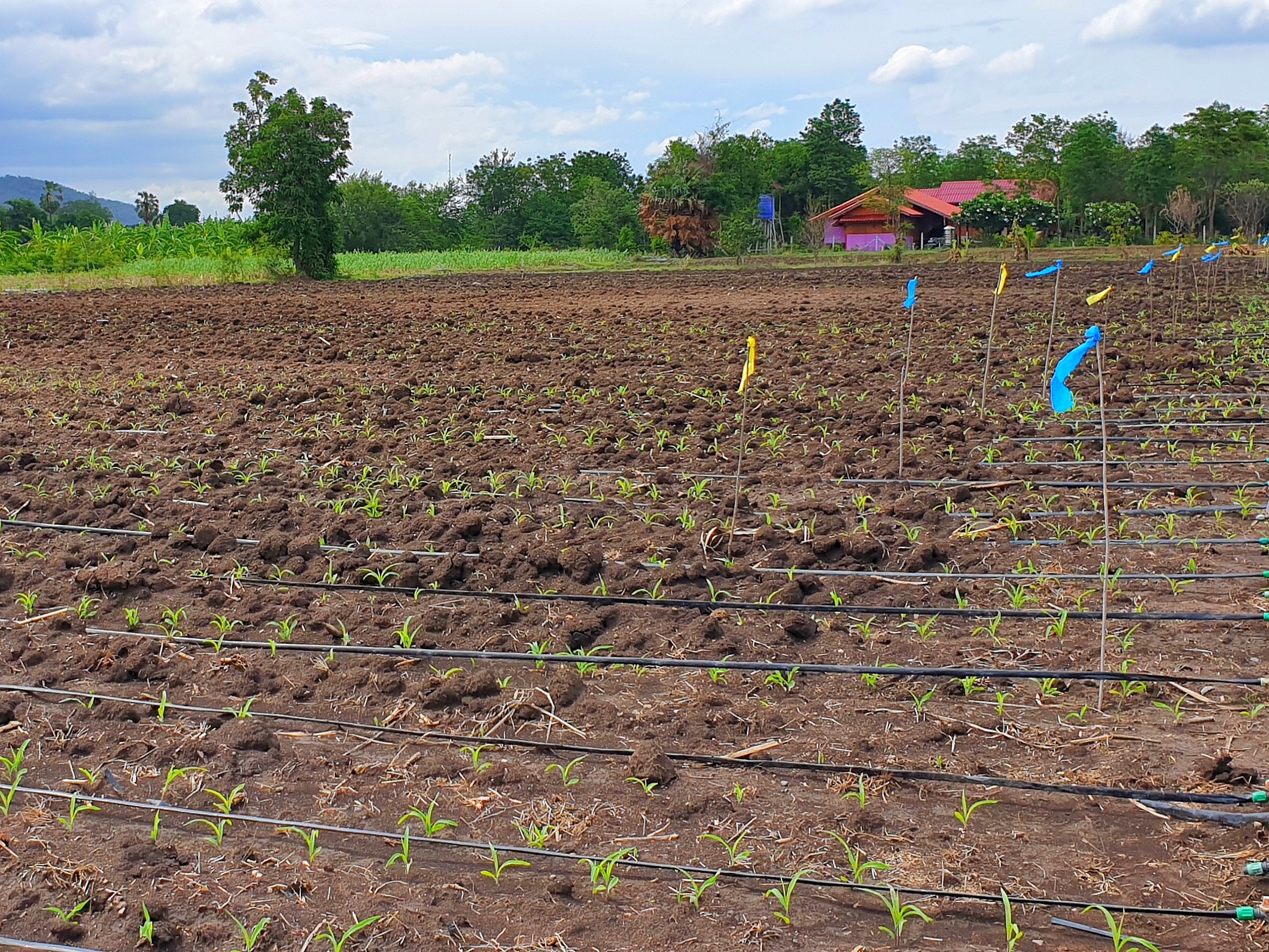 💰ขายแล้ว💰ขายที่ดินสวย ทำเลดี 3 ไร่ 2 งาน อ.อู่ทอง จ.สุพรรณบุรี ติดถนนลาดยาง ท่ามกลางธรรมชาติ วิวภูเขา