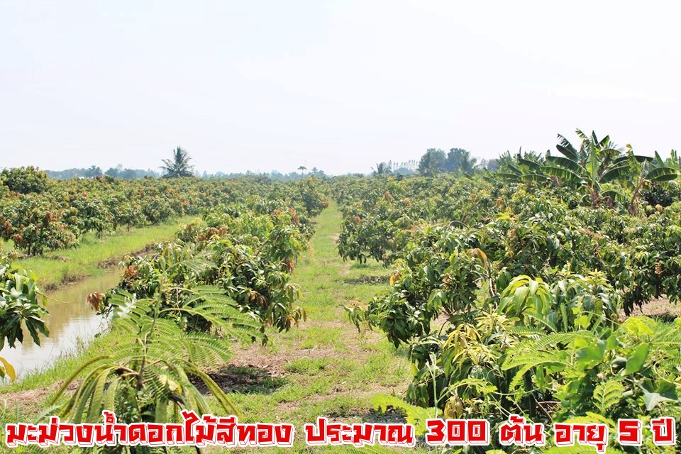 💰ขายแล้ว💰ขายสวนมะม่วงน้ำดอกไม้สีทอง ใกล้คลองชลประทาน ติดถนนราดยาง อ.เมือง จ.สุพรรบุรี เนื้อที่ 3 ไร่ 75 ตรว ขายยกแปลง 1,750,000 บาท (พร้อมค่าโอน) มะม่วงน้ำดอกไม้สีทอง ประมาณ 300 ต้น มะม่วง 5 ปี หน้ากว้างติดถนน 30 เมตร ลึก 200 เมตร