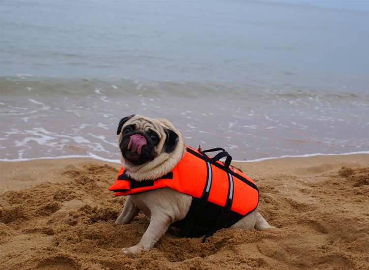 เสื้อชูชีพสุนัข SIZE XS, S, M, L, XL, XXL, XXXL