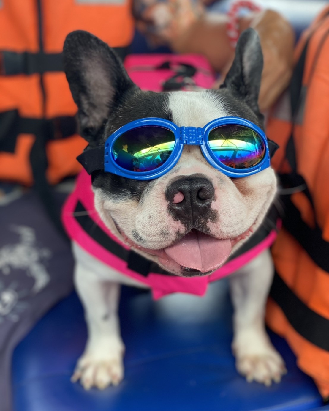 Dogtalog เสื้อชูชีพสุนัข Dogtalog แบบมีรองคอถอดได้ สีชมพู Pink