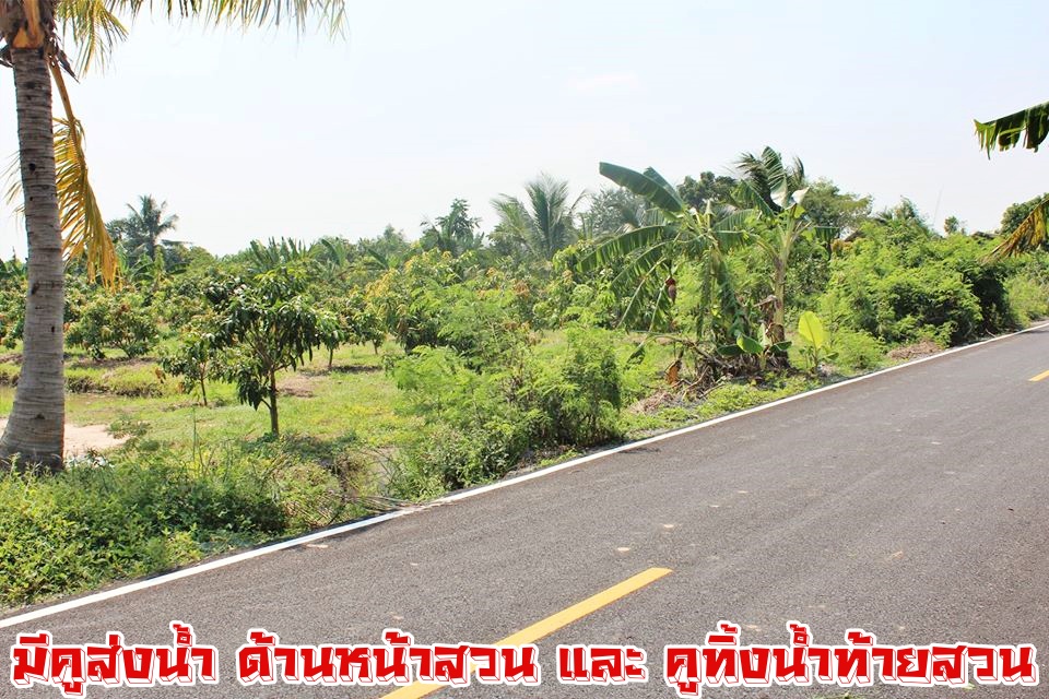 💰ขายแล้ว💰ขายสวนมะม่วงน้ำดอกไม้สีทอง ใกล้คลองชลประทาน ติดถนนราดยาง อ.เมือง จ.สุพรรบุรี เนื้อที่ 3 ไร่ 75 ตรว ขายยกแปลง 1,750,000 บาท (พร้อมค่าโอน) มะม่วงน้ำดอกไม้สีทอง ประมาณ 300 ต้น มะม่วง 5 ปี หน้ากว้างติดถนน 30 เมตร ลึก 200 เมตร