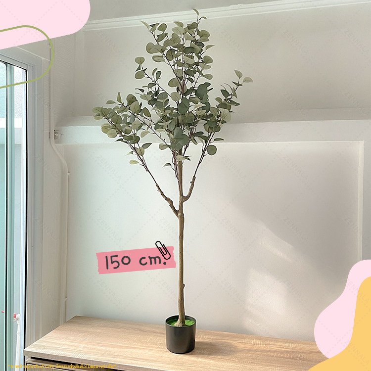 ต้นยูคาลิปตัส ใบกลม Eucalyptus Tree