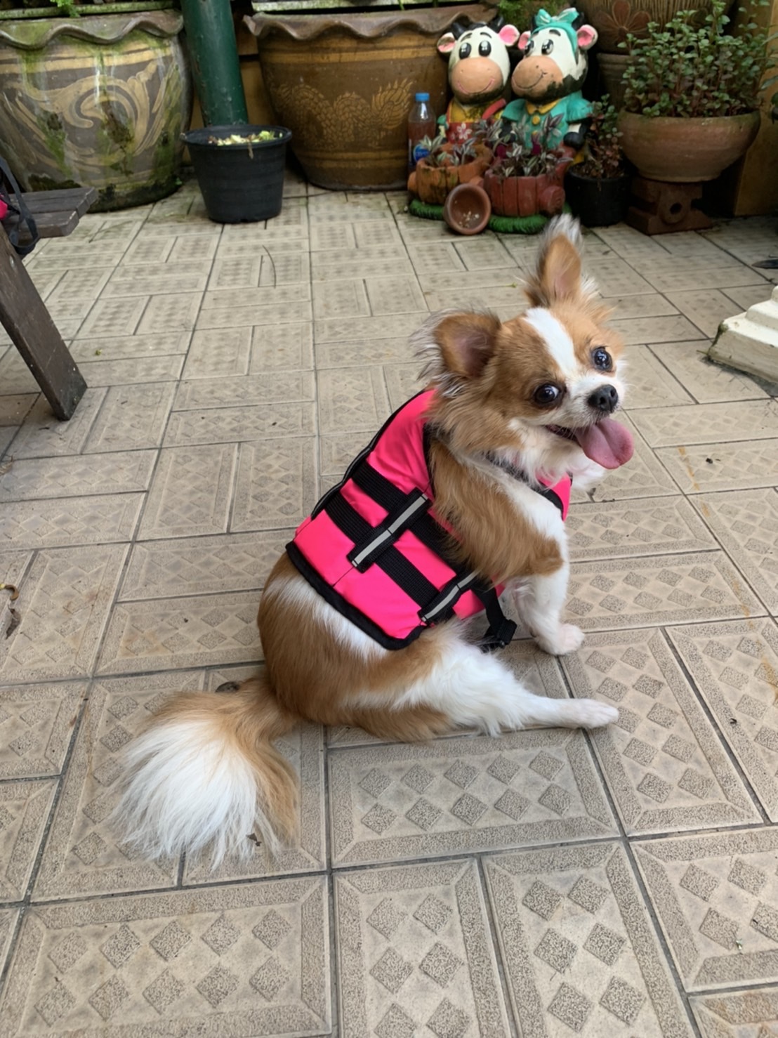 เสื้อชูชีพสุนัขแบบเสื้อกล้าม : สีชมพู