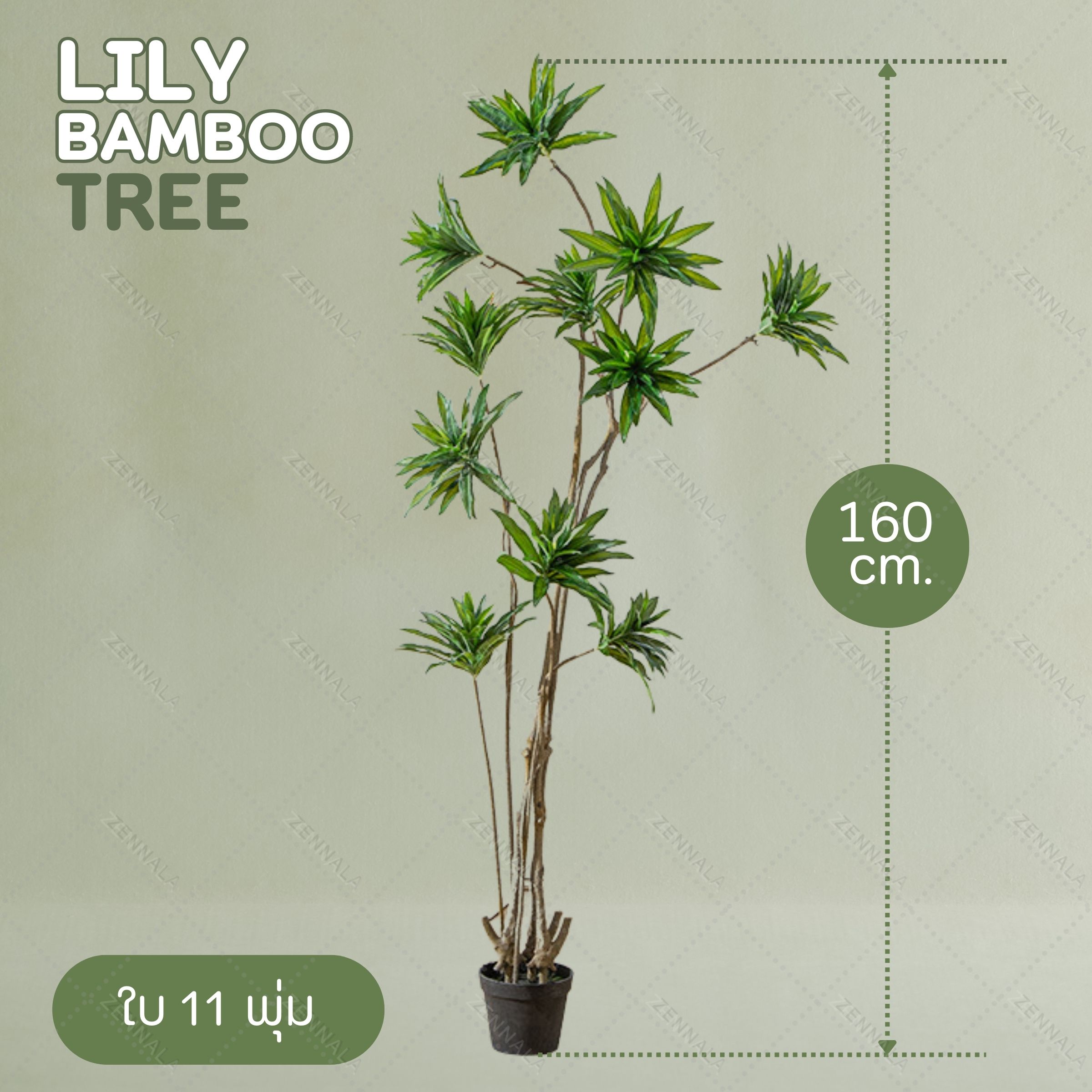 ต้น Llly Bamboo 140cm. / 160cm.