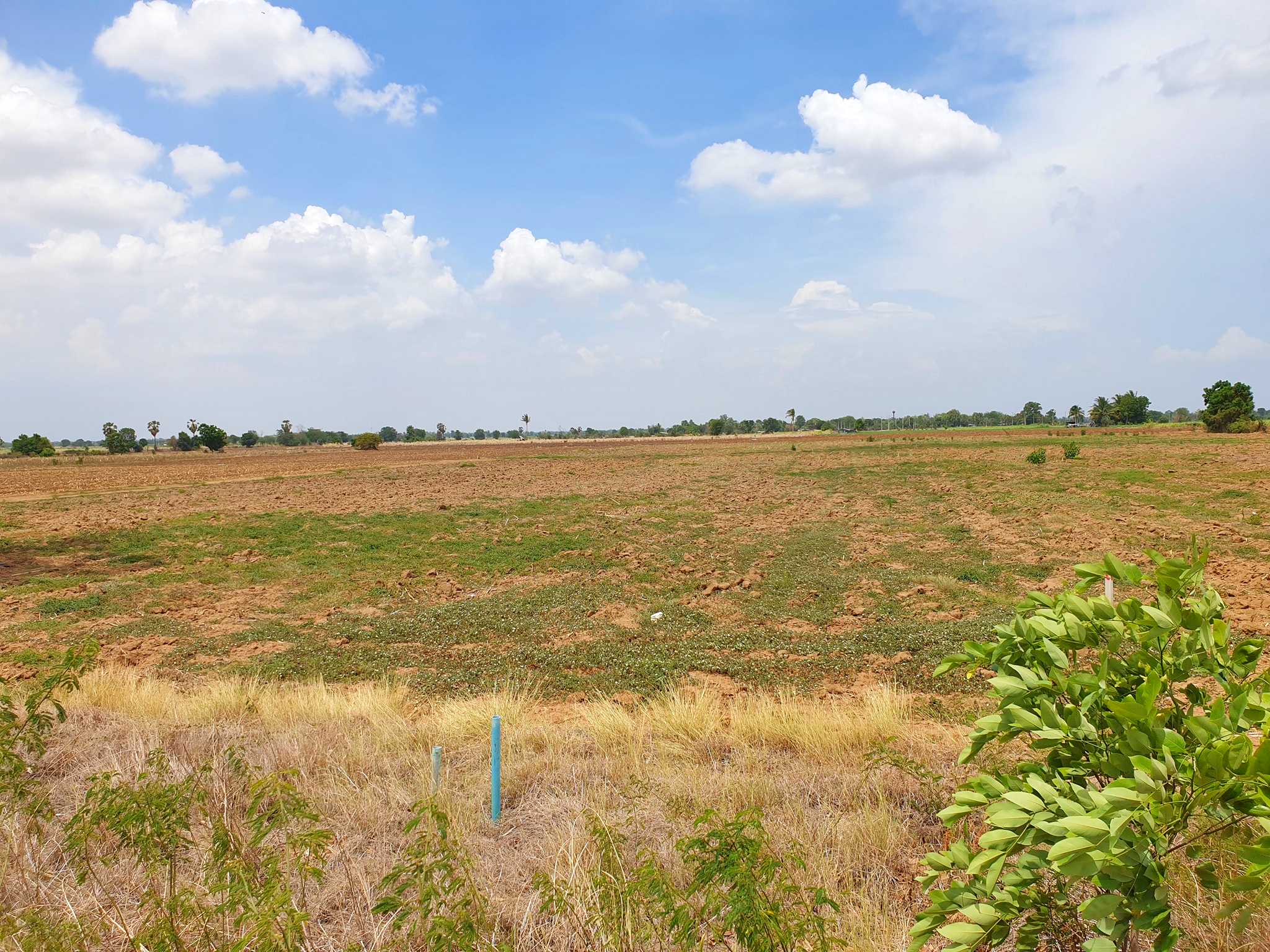 💰ขายแล้ว💰ขายที่ดินราคาถูก สุพรรณบุรี อ.อู่ทอง ดินดี ที่สวย เนื้อที่ 13 ไร่ ไร่ละ 290,000 บาท แบ่งขาย 6 ไร่ ที่ดินติดถนนทางหลวงชนบท 3019 บรรยากาศดี วิวสวย วิวภูเขา