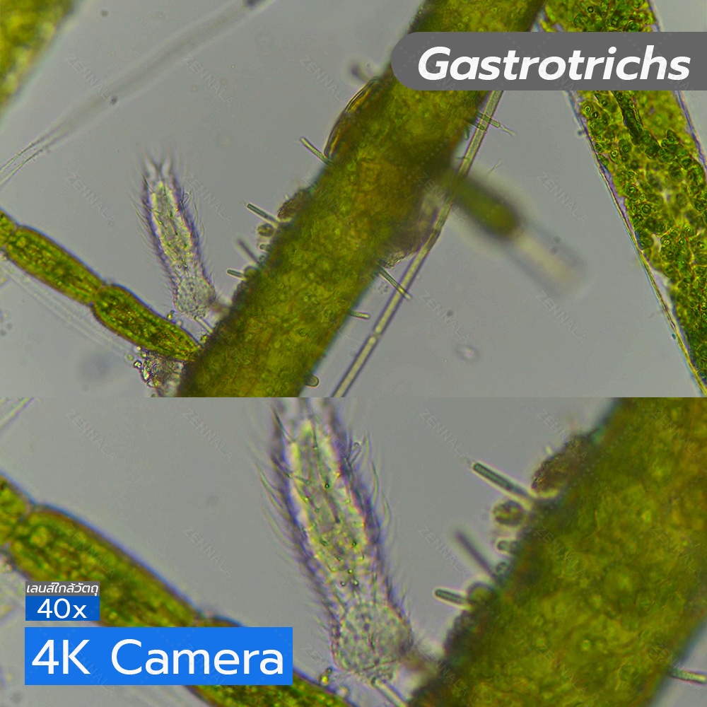 กล้องจุลทรรศน์ Trinocular 2000x ระบบ Infinity มีช่องต่อกล้อง ต่อจอเสริม รุ่น CM2000