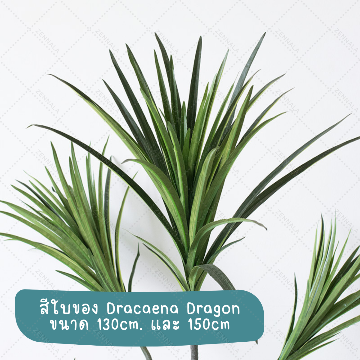 ต้น Dracaena Dragon Tree ต้นมังกร 130cm / 150cm / 180cm