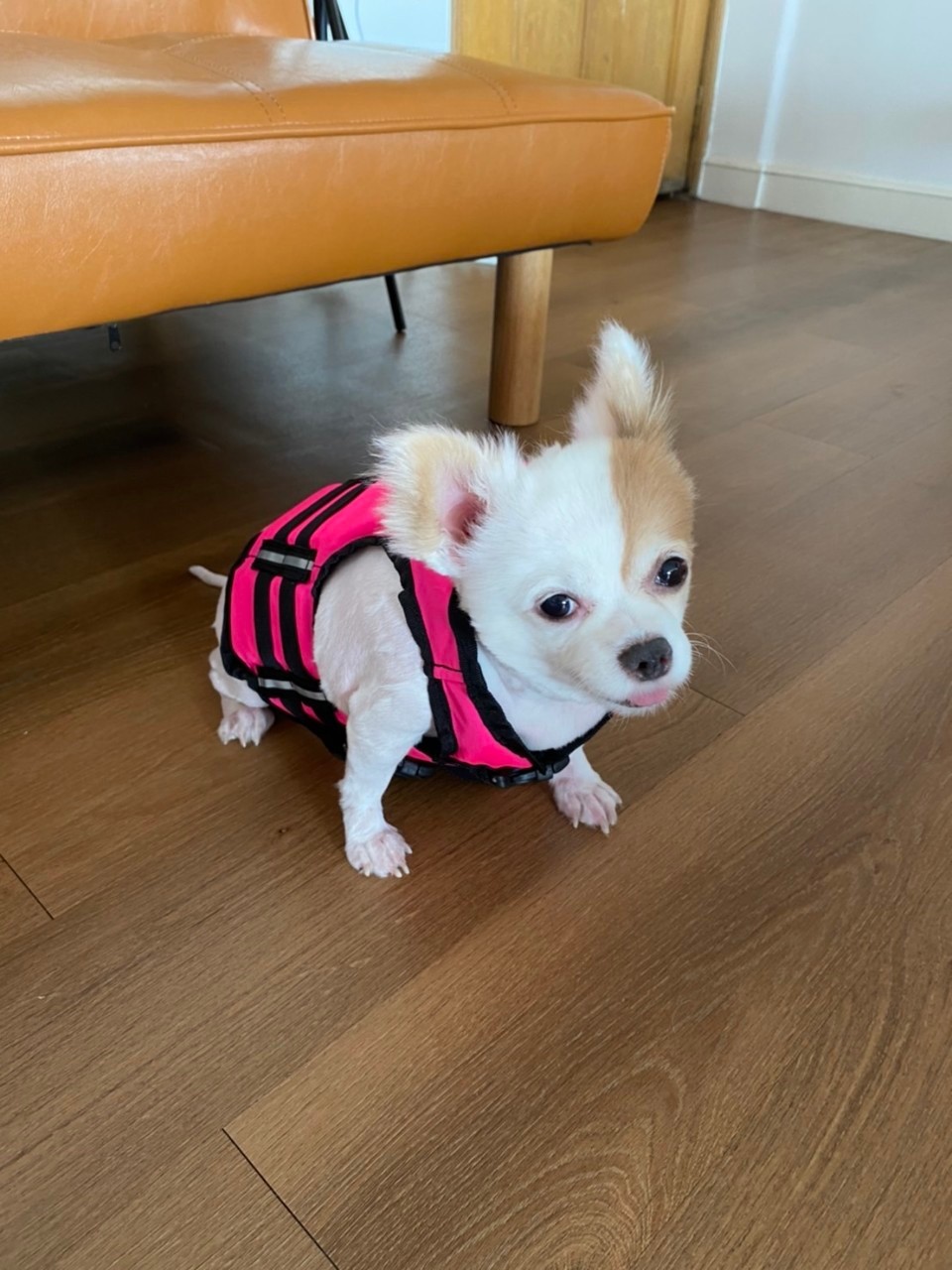 เสื้อชูชีพสุนัขแบบเสื้อกล้าม : สีชมพู