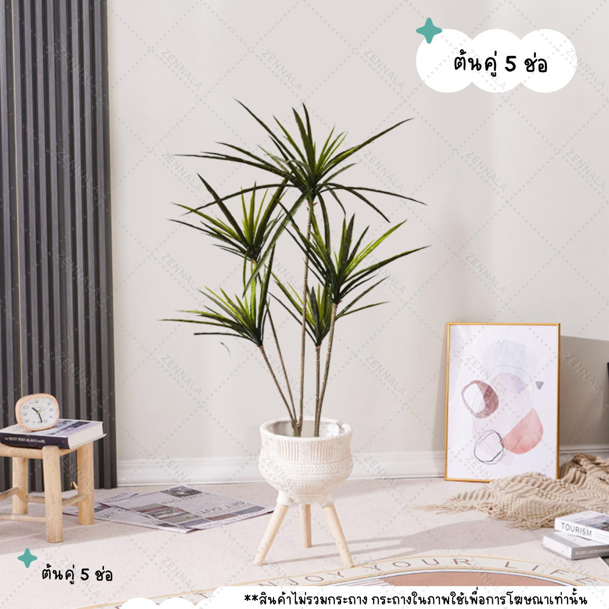 ต้น Dracaena Rainbow tree 120cm (เข็มสามสี)