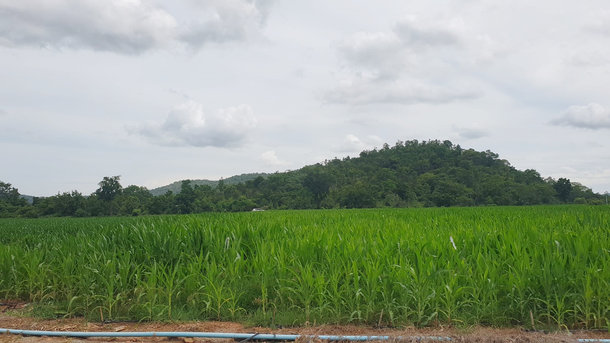 ขายที่ดินวิวภูเขา ชัดรอบทิศ วิวร้อยล้าน ขายราคาหลักแสน ต.พลับพลาไชย อ.อู่ทอง จ.สุพรรณบุรี เนื้อที่ 11 ไร่ 2 งาน 28 ตรว ไร่ละ 480,000 บ. ทางสาธารณะกว้าง 6 เมตร วิวเขา 180 องศา จากถนนทางหลวงชนบทลาดยางเข้ามาประมาณ 80 เมตร ดินดี ที่สวย บรรยากาศดี วิวภูเขารอบท