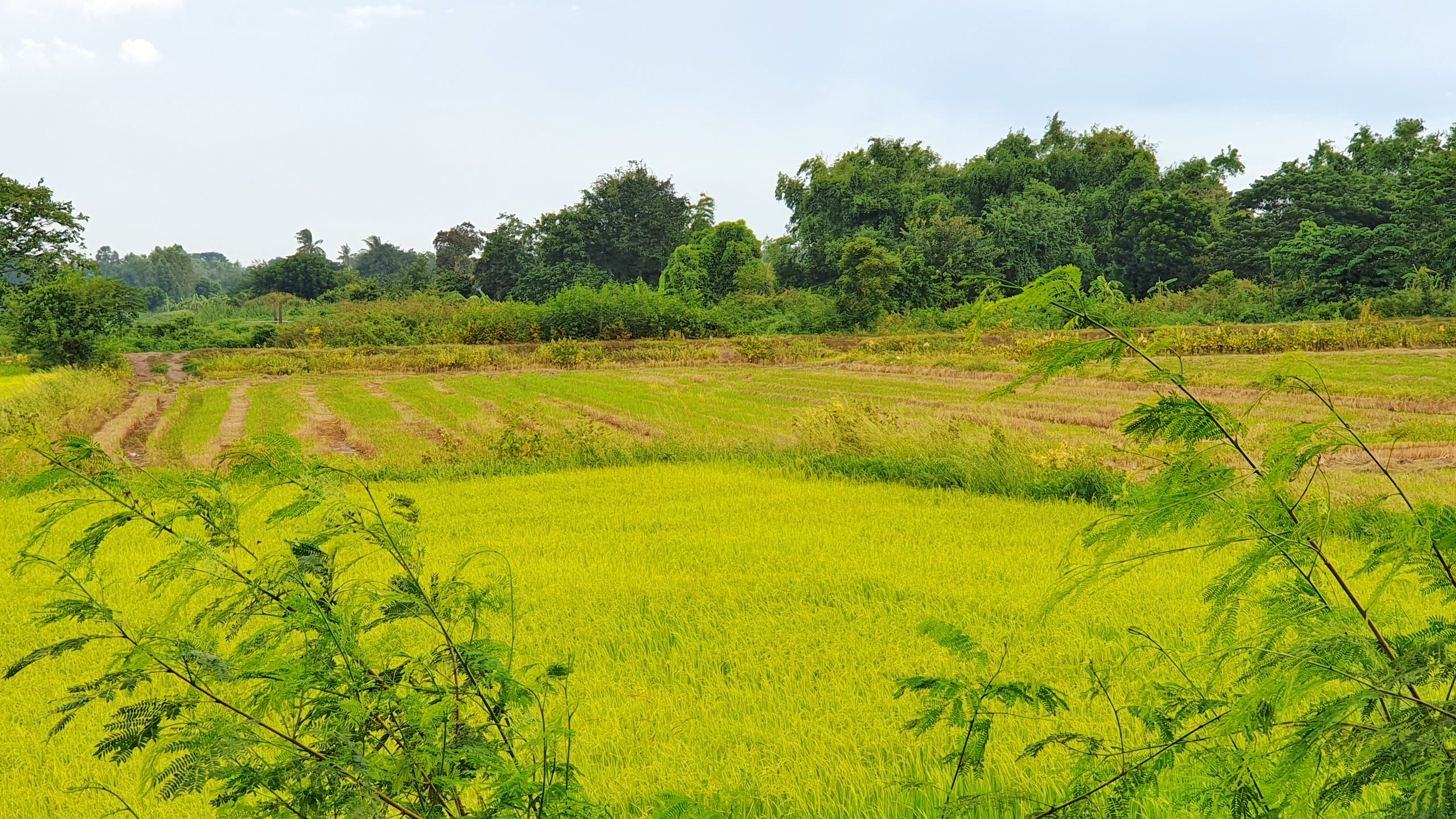 💰ขายแล้ว💰ขายที่ดินแปลงสวยเมืองสุพรรณบุรี ติดถนนใหญ่ 4 เลน เลี่ยงเมืองสุพรรณบุรีสาย 357 เนื้อที่ 6 ไร่ 1 งาน ที่สวย ทำเลทอง