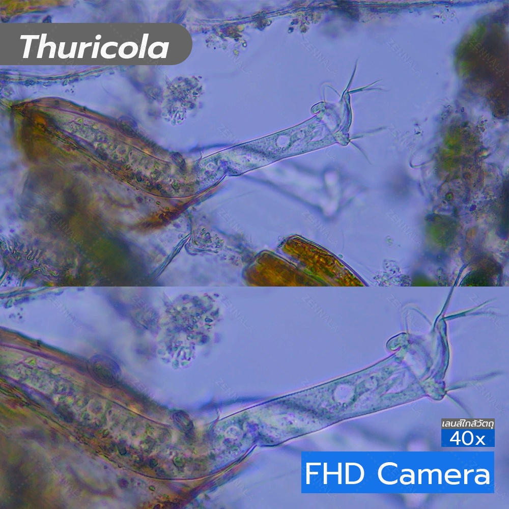 กล้องจุลทรรศน์ Trinocular 2000x ระบบ Infinity มีช่องต่อกล้อง ต่อจอเสริม รุ่น CM2000