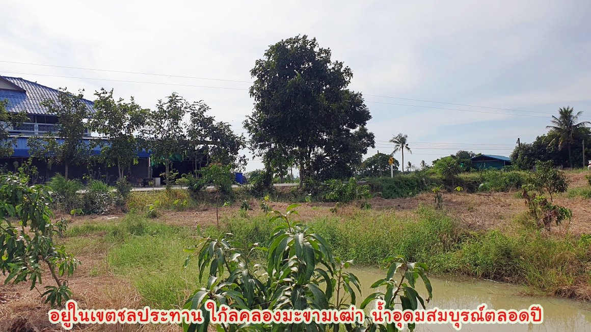 💰ติดทรัพย์💰ขายสวนมะม่วงน้ำดอกไม้สีทอง 6 ไร่ 3 งาน 70 ตารางวา ขายยกแปลง 4.8 ล้าน อ.เมือง จ.สุพรรณบุรี หน้ากว้างติดถนน 64 เมตร ลึก 172 เมตร ที่ดินติดถนนลาดยางทางหลวงชนบท 3006