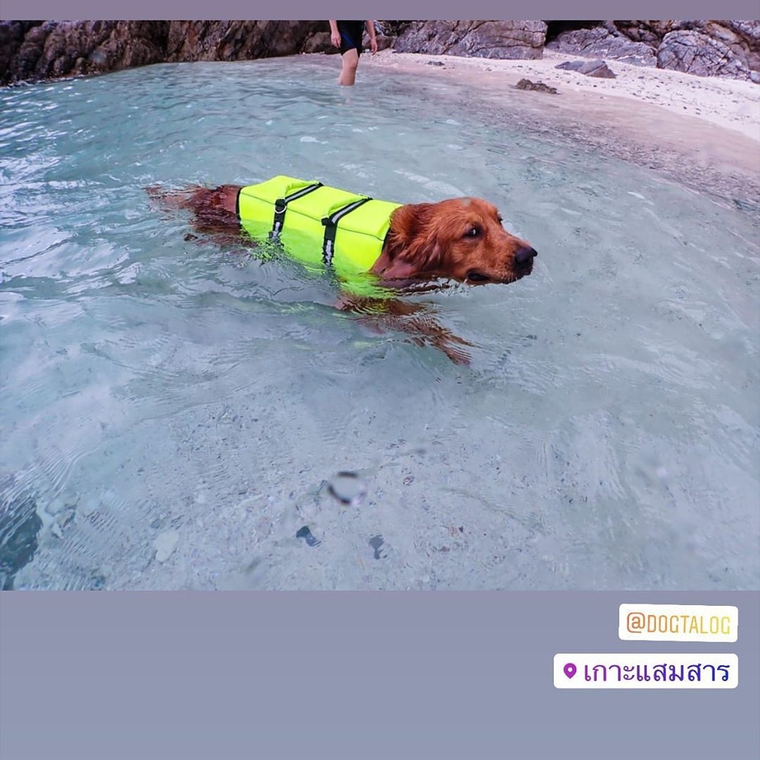 เสื้อชูชีพสุนัข Dogtalog เบอร์ XL