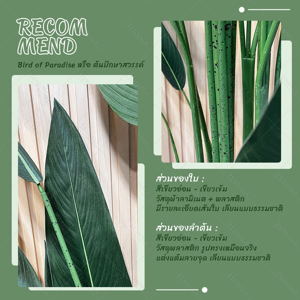 ต้น Bird of Paradise ต้นปักษาสวรรค์ พร้อมกระถางดำ มี 2 ไซส์ให้เลือก