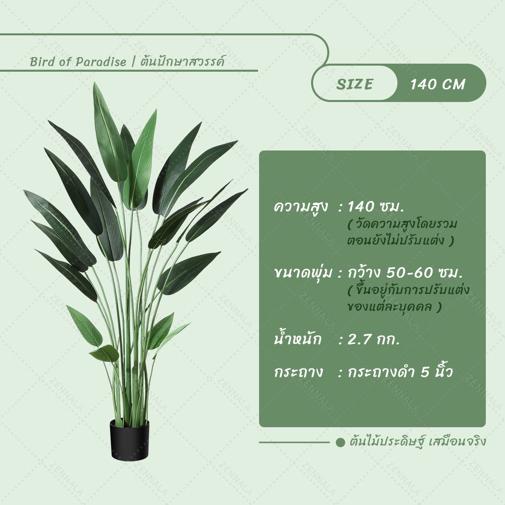 ต้น Bird of Paradise ต้นปักษาสวรรค์ พร้อมกระถางดำ มี 2 ไซส์ให้เลือก