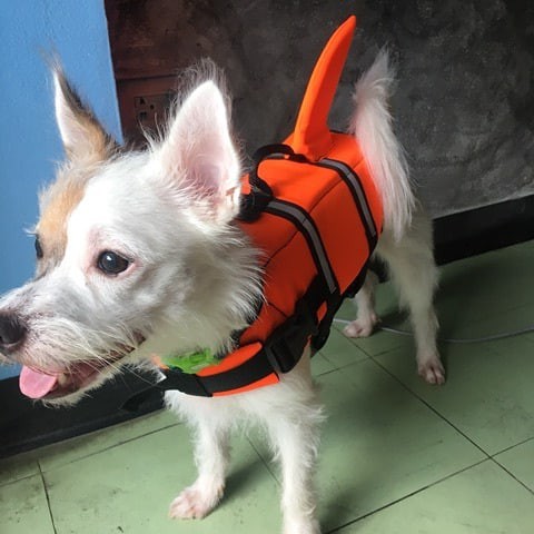 เสื้อชูชีพสุนัขแบบหางฉลาม : สีส้ม