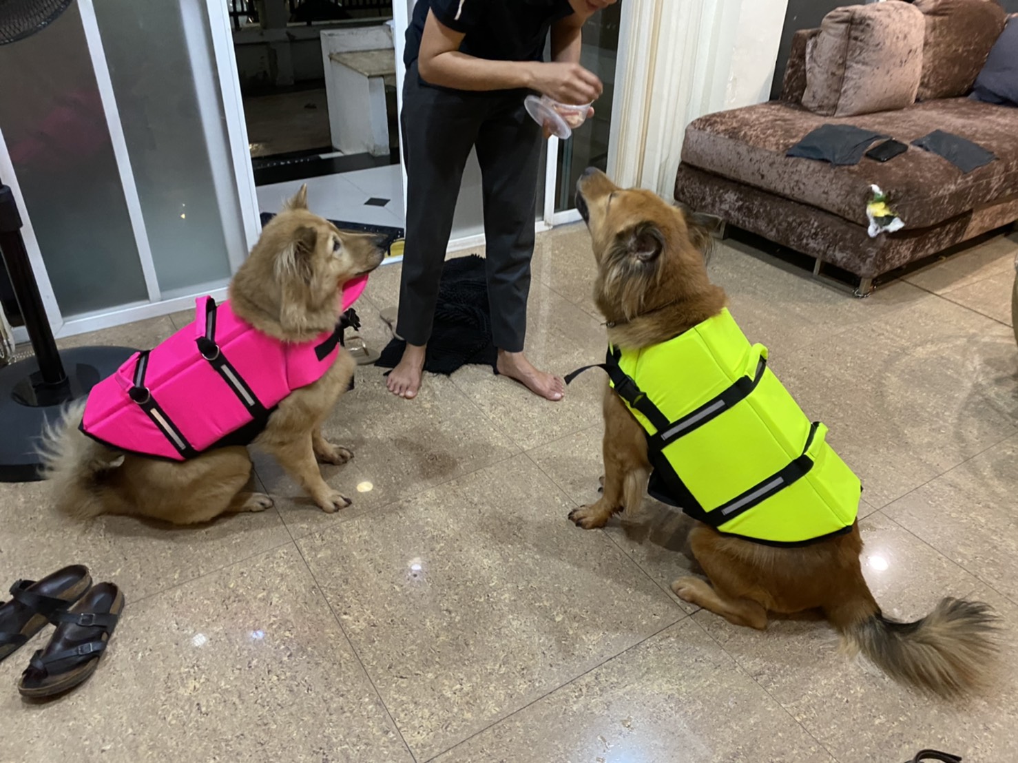 เสื้อชูชีพสุนัข Dogtalog เบอร์ XL