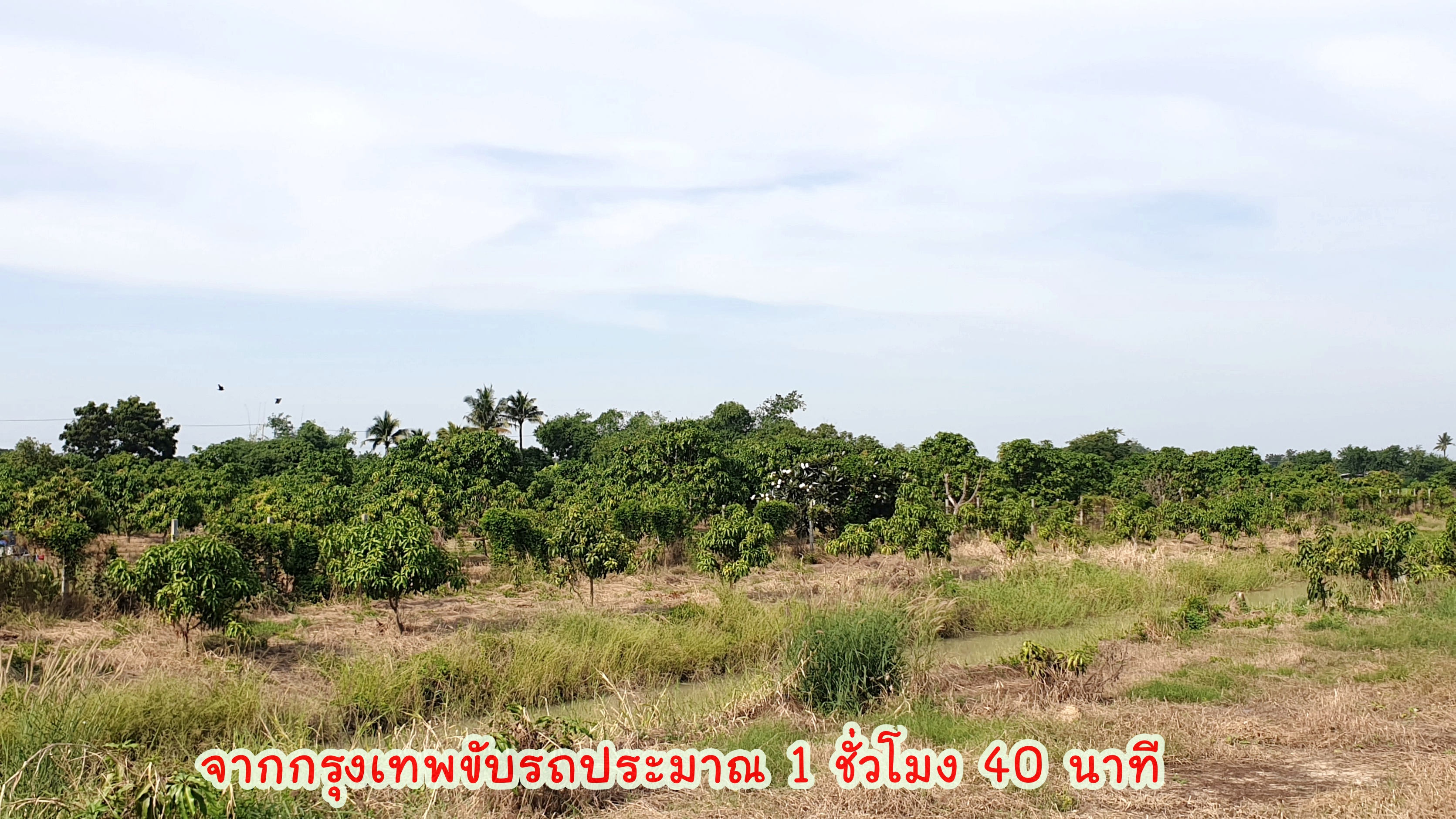 💰ติดทรัพย์💰ขายสวนมะม่วงน้ำดอกไม้สีทอง 6 ไร่ 3 งาน 70 ตารางวา ขายยกแปลง 4.8 ล้าน อ.เมือง จ.สุพรรณบุรี หน้ากว้างติดถนน 64 เมตร ลึก 172 เมตร ที่ดินติดถนนลาดยางทางหลวงชนบท 3006