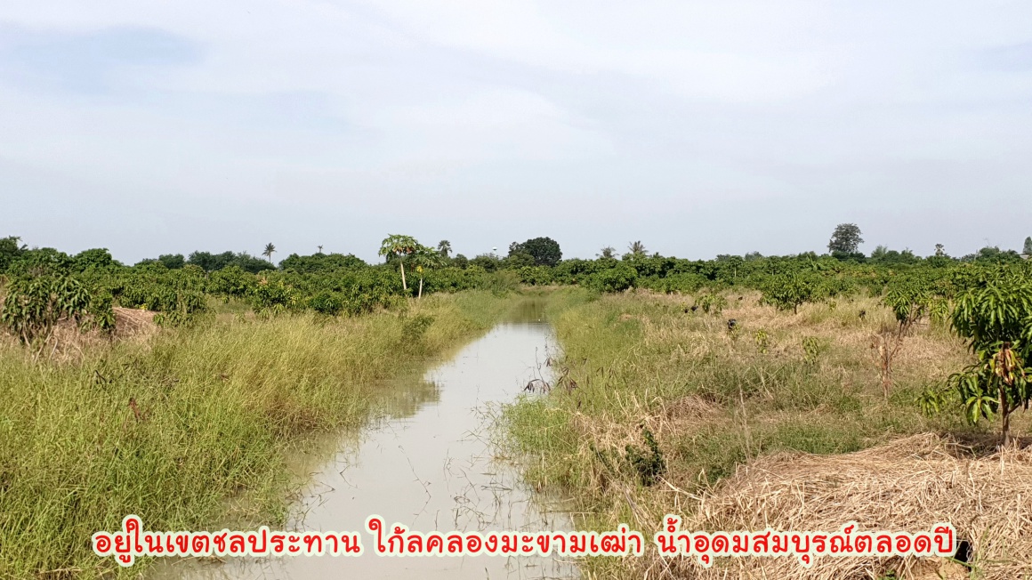 💰ติดทรัพย์💰ขายสวนมะม่วงน้ำดอกไม้สีทอง 6 ไร่ 3 งาน 70 ตารางวา ขายยกแปลง 4.8 ล้าน อ.เมือง จ.สุพรรณบุรี หน้ากว้างติดถนน 64 เมตร ลึก 172 เมตร ที่ดินติดถนนลาดยางทางหลวงชนบท 3006