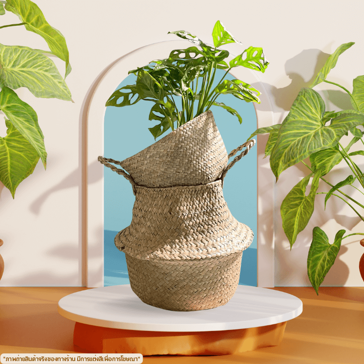 ตะกร้าสานใส่ต้นไม้