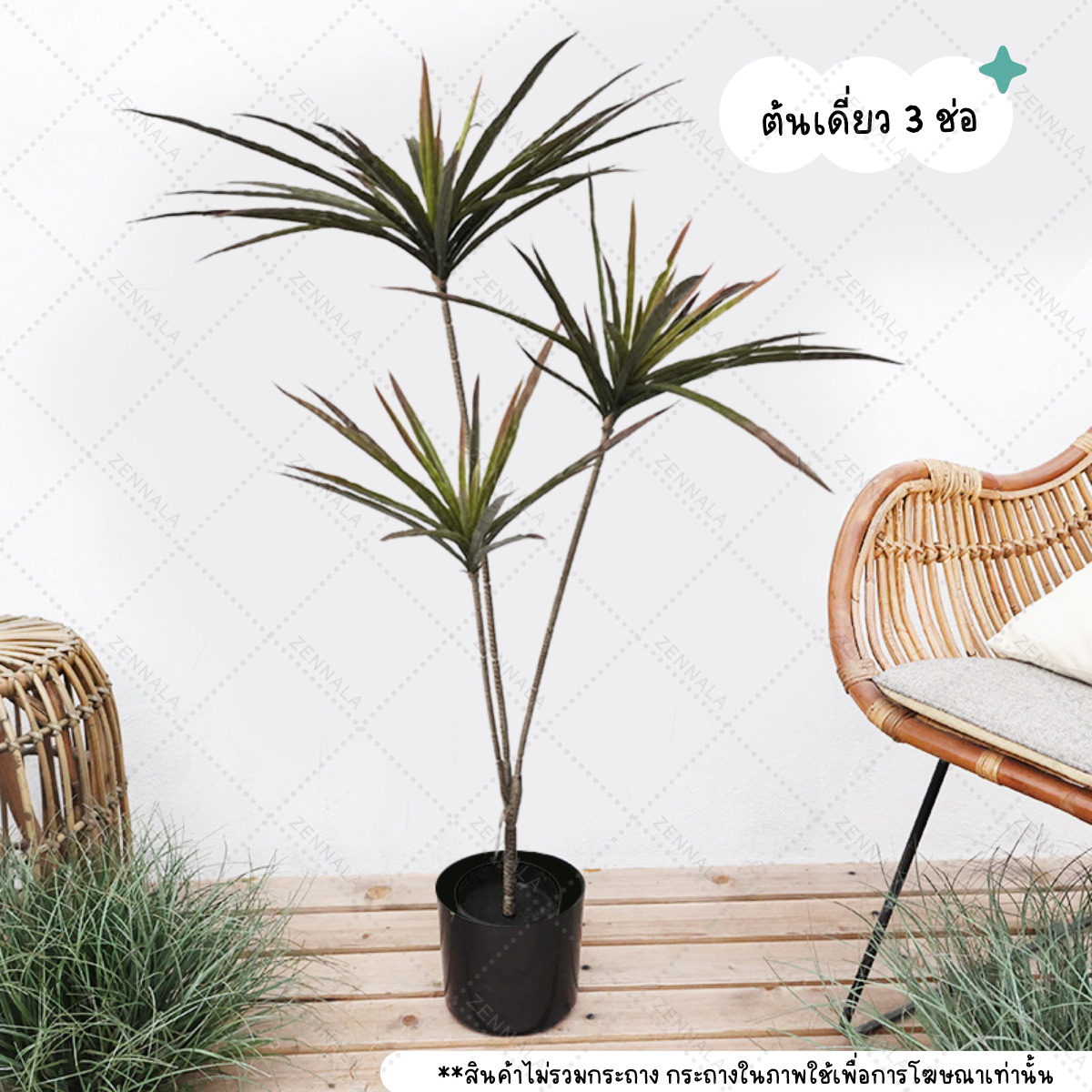 ต้น Dracaena Rainbow tree 120cm (เข็มสามสี)