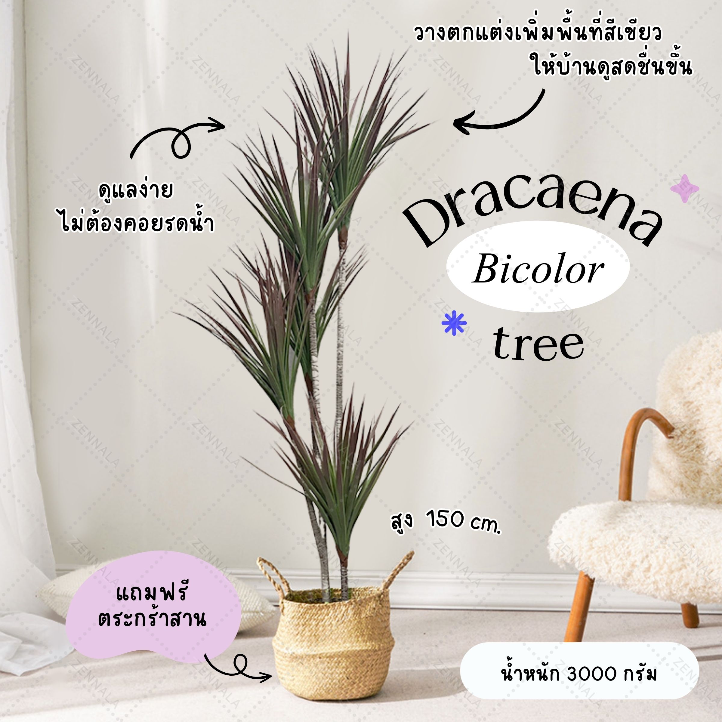 ต้น Dracaena Bicolor 150cm (เข็มริมแดง)