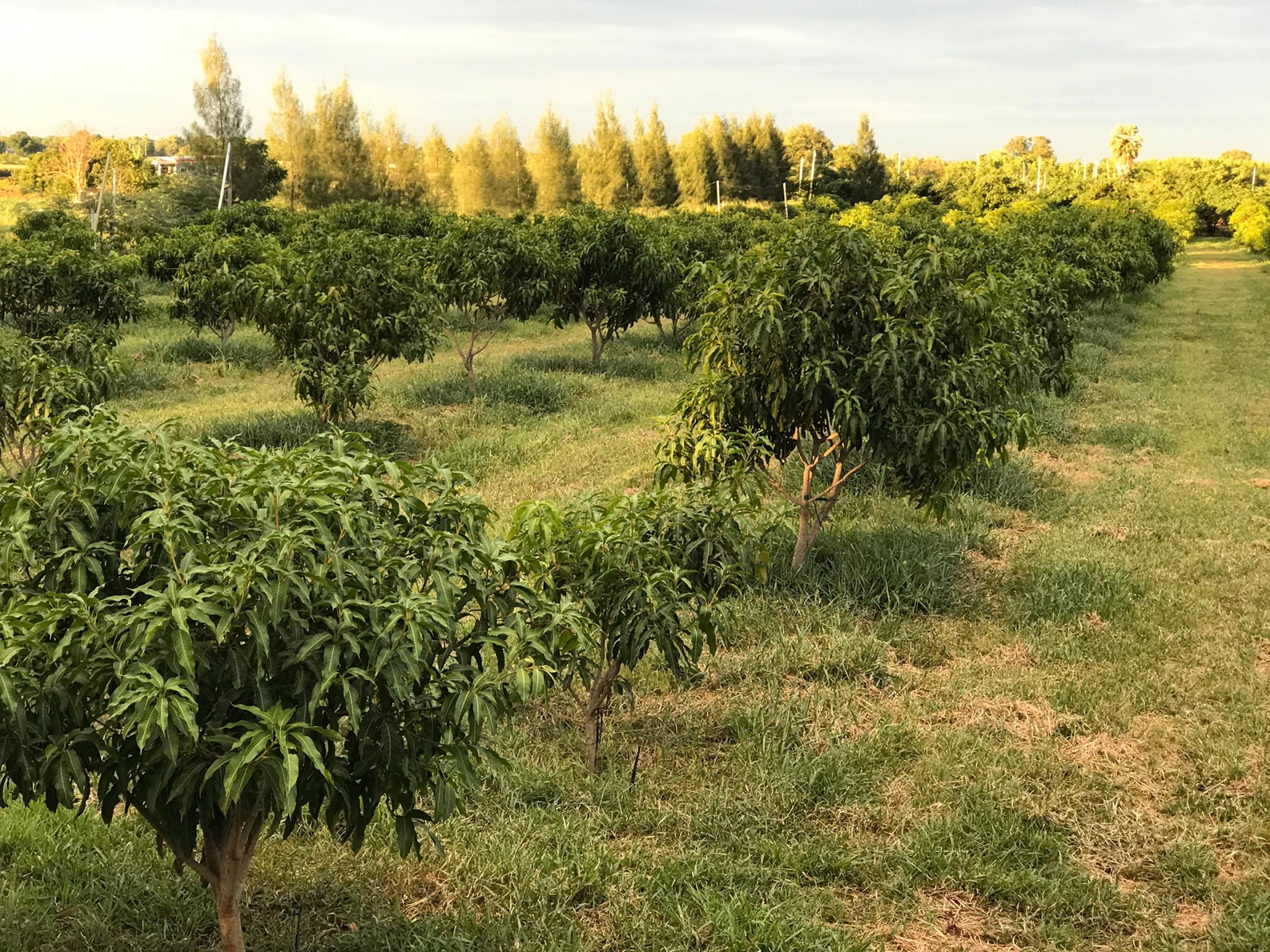 🌈ขายแล้ว🌈ขายที่ดินสวนมะม่วง อ.อู่ทอง จ. สุพรรณบุรี เนื้อที่ 29-1-21 ไร่ ไร่ละ 2.2 แสน น้ำ-ไฟ เข้าถึง ที่สวยบรรยากาศดี วิวทิวทัศน์สวยงาม วิวภูเขา ใกล้แหล่งชุมชน