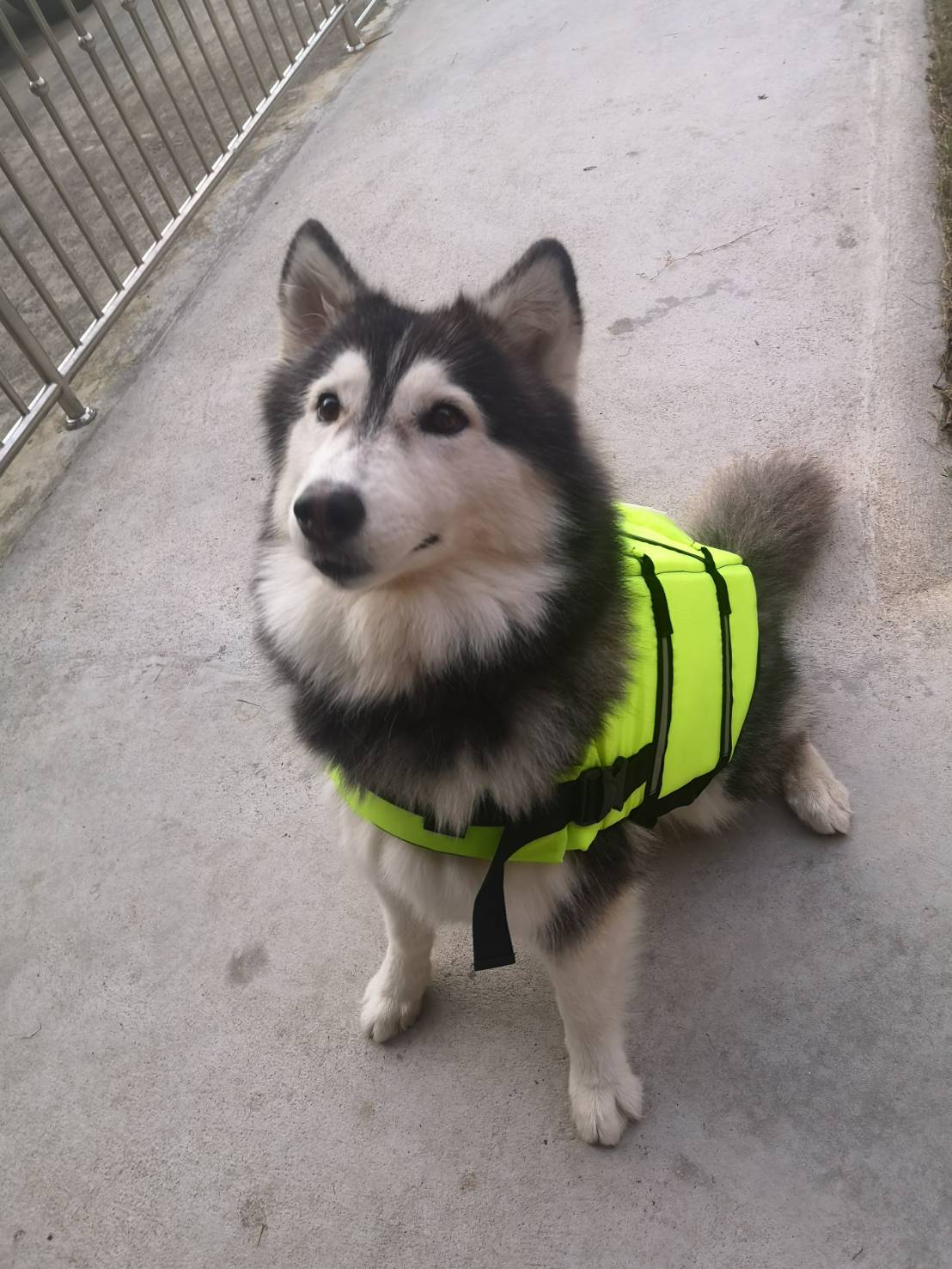 เสื้อชูชีพสุนัข Dogtalog เบอร์ XL