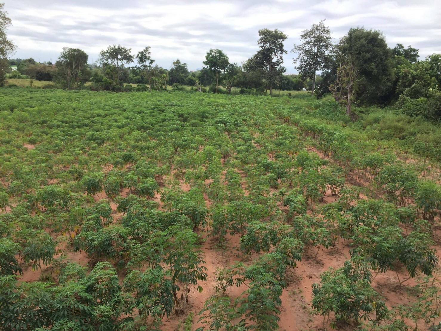 💲ติดทรัพย์💲ขายที่ดินแปลงสวย ทำเลดี ต.โคกสูง อ.เมืองโคราช เนื้อที่ 3 ไร่ ไร่ละ 3.5 ล้าน ที่สวย ทำเลดี ติดถนนทางสาธารณประโยชน์ หน้ากว้างประมาณ 46 เมตร ลึก 110 เมตร ที่ดินรูปสี่เหลี่ยม ใกล้แหล่งชุมชน สาธารณูปโภคครบครัน ไฟฟ้า น้ำประปา ผ่านหน้า