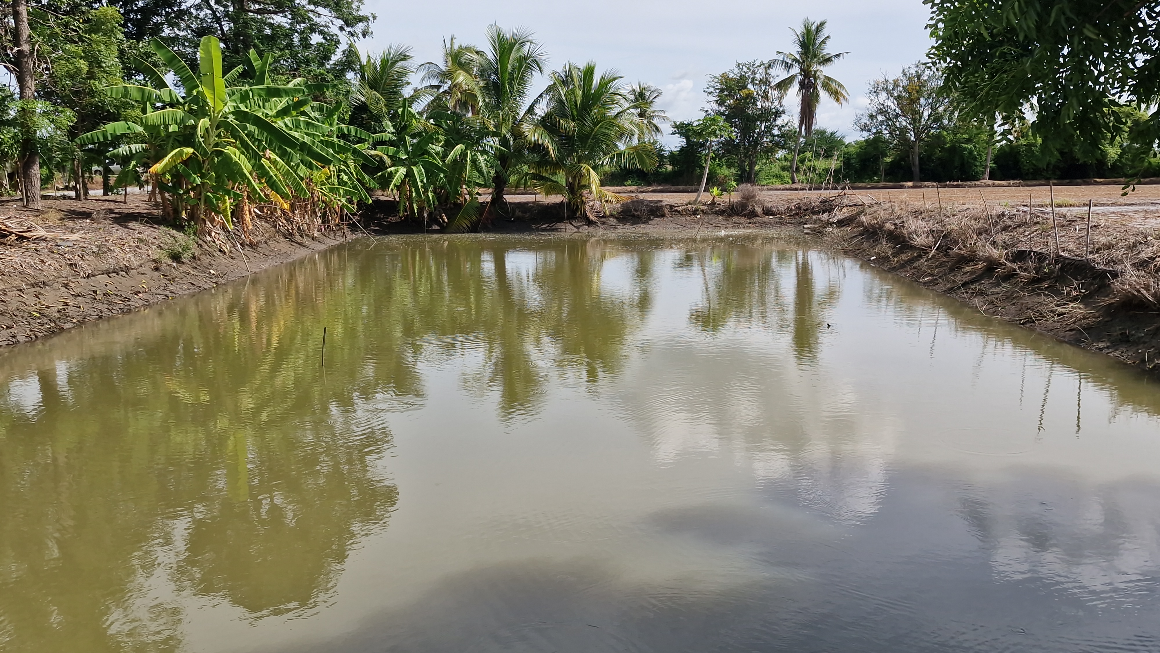 ที่ดินสวย 8 ไร่ 3 งาน 43 ตร.ว. อู่ทอง สุพรรณบุรี หน้ากว้างติดถนนลาดยาง 127 ม. ลึก 153 ม. ทำเลดี มีบ่อน้ำธรรมชาติ ขายเพียง 3.39 ล้าน เหมาะลงทุนหรือทำโครงการ หรือปลูกบ้านพักยามเกษียน ทำเกษตรพอเพียงหรือโคกหนองนา✨