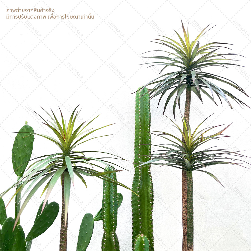 ต้น Dracaena draco ดราแคนน่า จันผาเลือดมังกร พร้อมกระถางดำ มี 2 ไซส์ให้เลือก