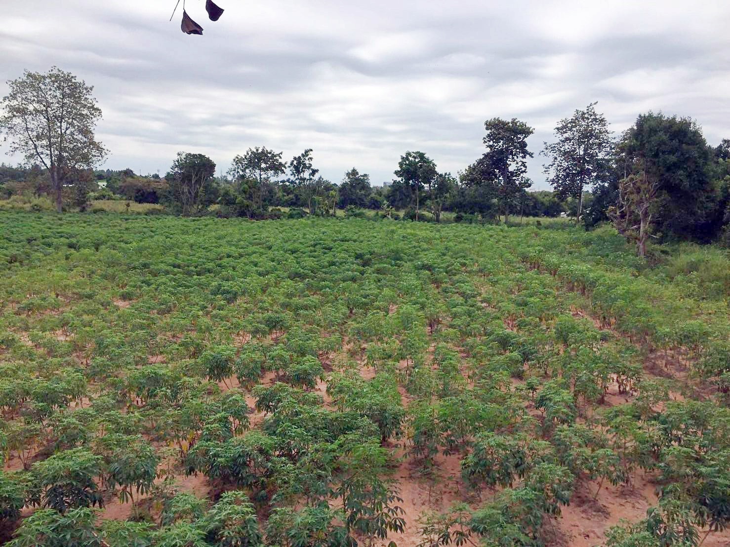 💲ติดทรัพย์💲ขายที่ดินแปลงสวย ทำเลดี ต.โคกสูง อ.เมืองโคราช เนื้อที่ 3 ไร่ ไร่ละ 3.5 ล้าน ที่สวย ทำเลดี ติดถนนทางสาธารณประโยชน์ หน้ากว้างประมาณ 46 เมตร ลึก 110 เมตร ที่ดินรูปสี่เหลี่ยม ใกล้แหล่งชุมชน สาธารณูปโภคครบครัน ไฟฟ้า น้ำประปา ผ่านหน้า