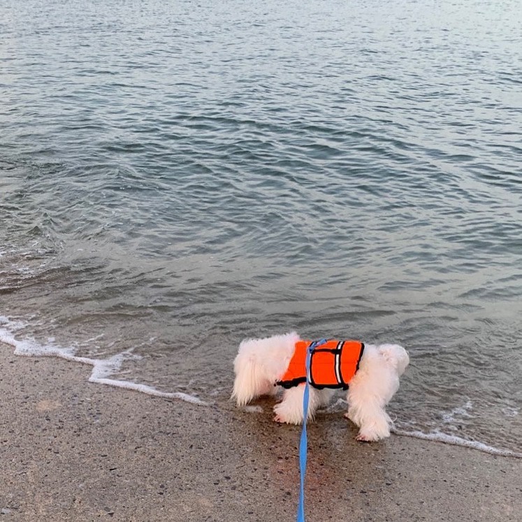 เสื้อชูชีพสุนัข Dogtalog แบบมีรองคอถอดได้ : สีส้ม