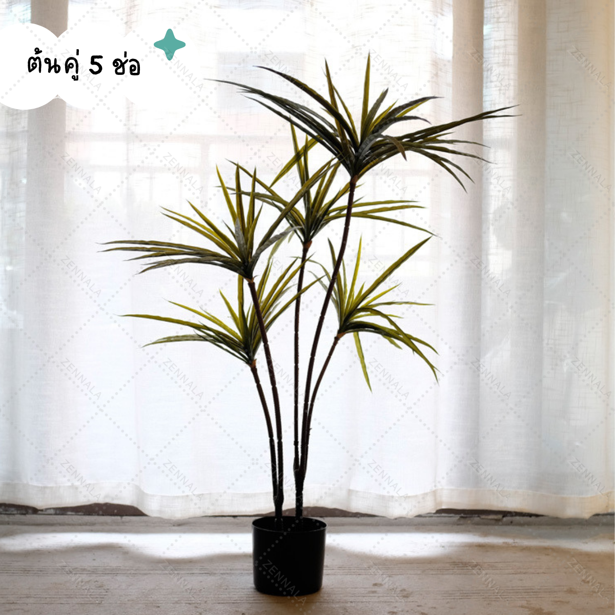 ต้น Dracaena Rainbow tree 120cm (เข็มสามสี)