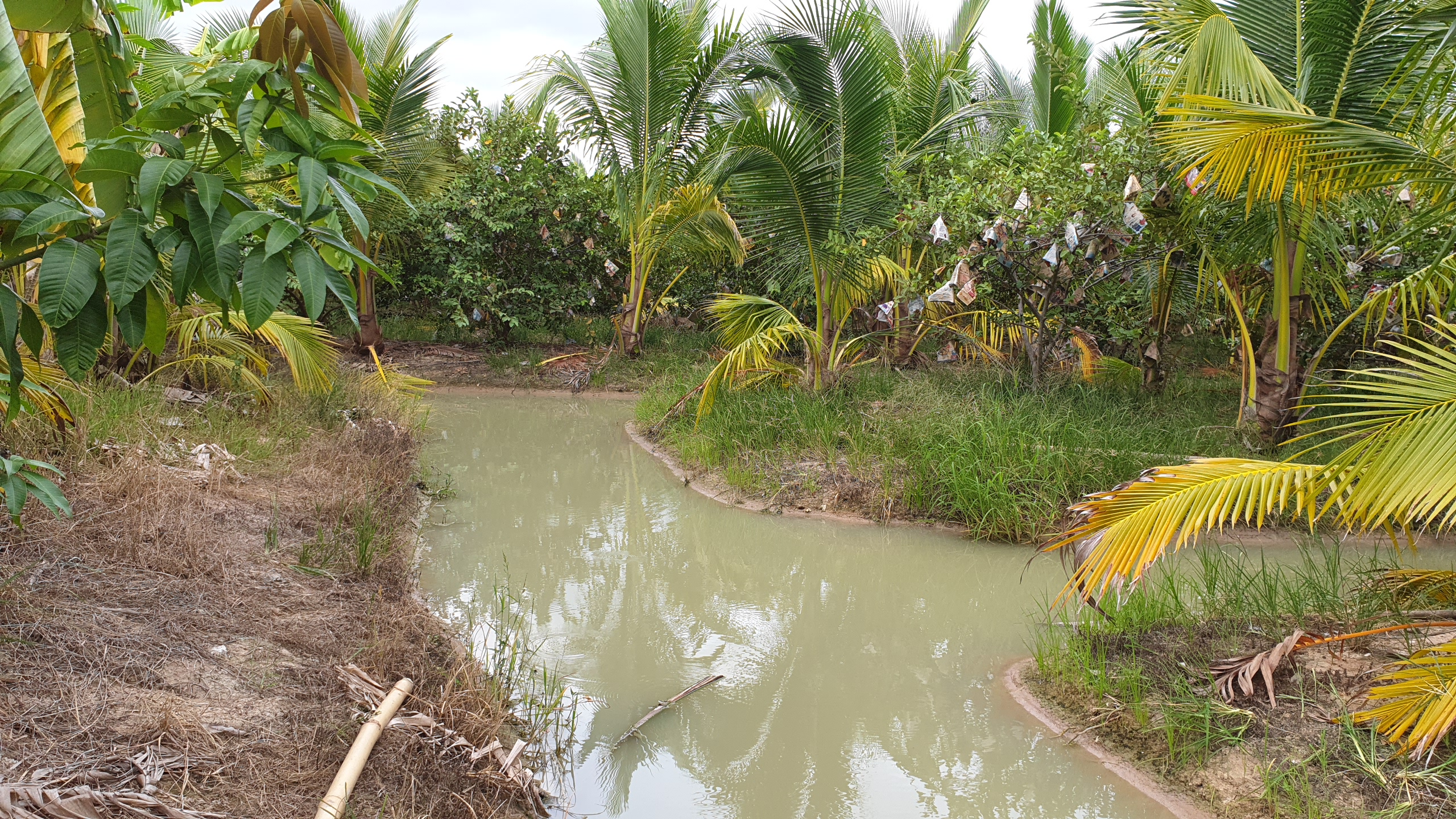 💰ขายแล้ว💰ขายที่ดินสวนมะพร้าวน้ำหอม อ.อู่ทอง จ.สุพรรณบุรี เนื้อที่ 20 ไร่ พร้อมบ้านสวยพร้อมอยู่ ขายยกแปลง 12 ล้าน บรรยากาศดี สงบ ร่มรื่น น้ำท่า อุดมสมบูรณ์