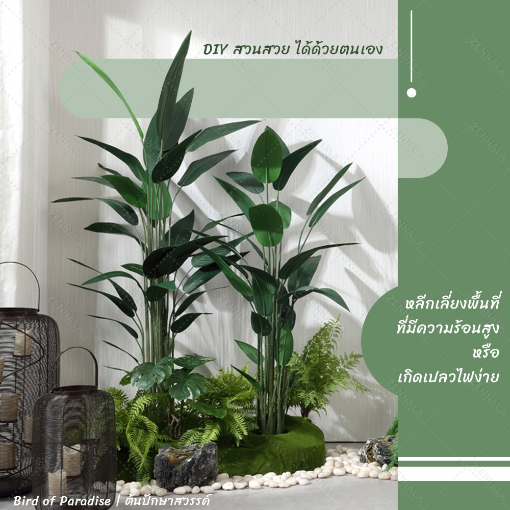 ต้น Bird of Paradise ต้นปักษาสวรรค์ พร้อมกระถางดำ มี 2 ไซส์ให้เลือก