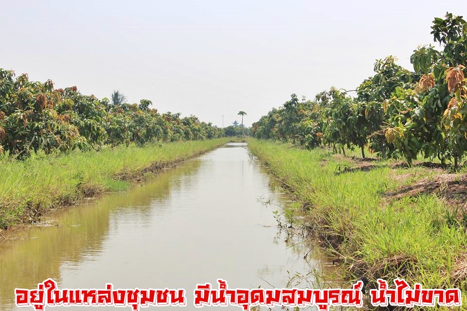 💰ขายแล้ว💰ขายสวนมะม่วงน้ำดอกไม้สีทอง ใกล้คลองชลประทาน ติดถนนราดยาง อ.เมือง จ.สุพรรบุรี เนื้อที่ 3 ไร่ 75 ตรว ขายยกแปลง 1,750,000 บาท (พร้อมค่าโอน) มะม่วงน้ำดอกไม้สีทอง ประมาณ 300 ต้น มะม่วง 5 ปี หน้ากว้างติดถนน 30 เมตร ลึก 200 เมตร