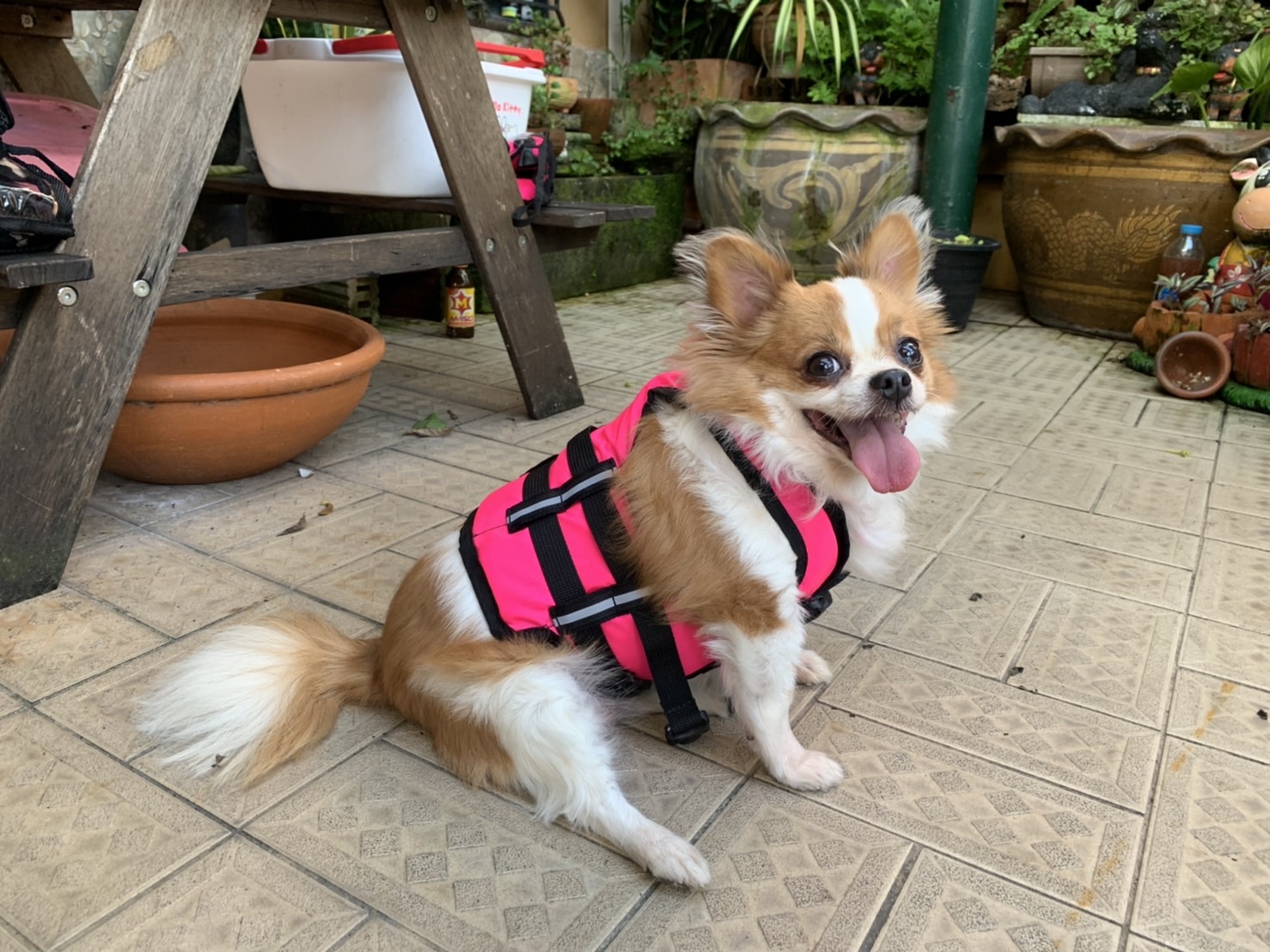 เสื้อชูชีพสุนัขแบบเสื้อกล้าม : สีชมพู