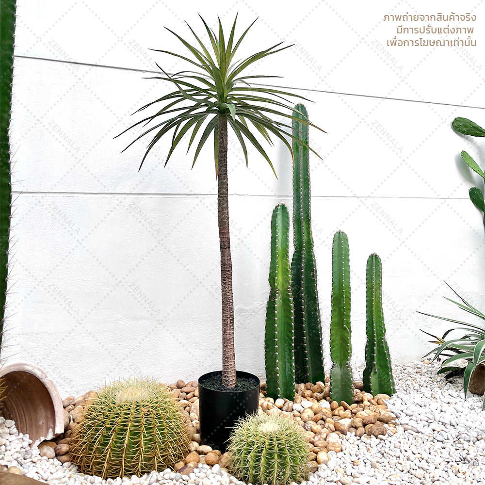 ต้น Dracaena draco ดราแคนน่า จันผาเลือดมังกร พร้อมกระถางดำ มี 2 ไซส์ให้เลือก