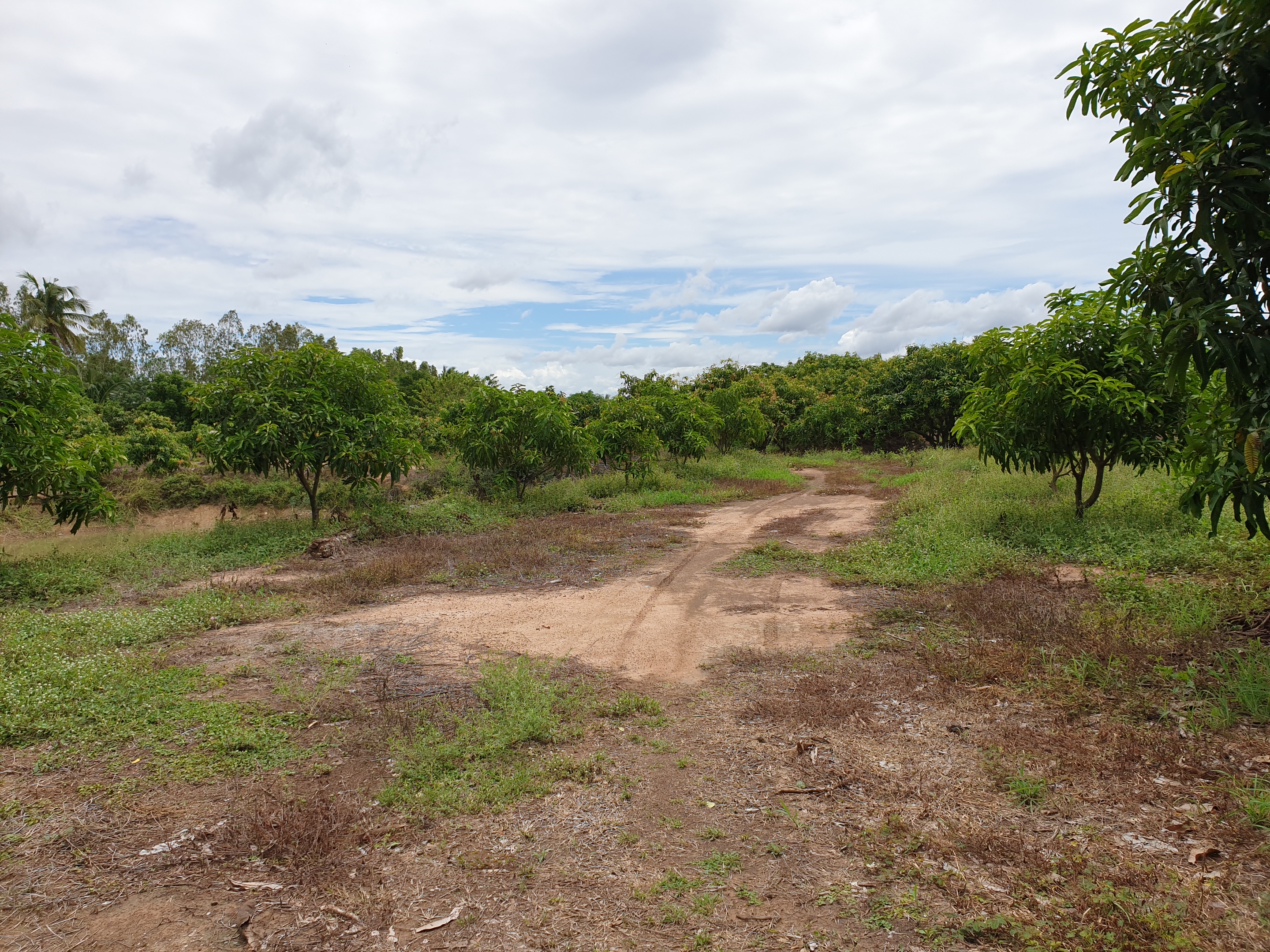 💰ขายแล้ว💰ขายที่ดินสวนมะม่วง ต.สนามคลี อ.เมือง จ.สุพรรณบุรี ขายที่ดินสวนมะม่วง 7-1-50 ไร่ ไร่ละ 480,000 บาท ติดถนนทางหลวงชนบท 3006