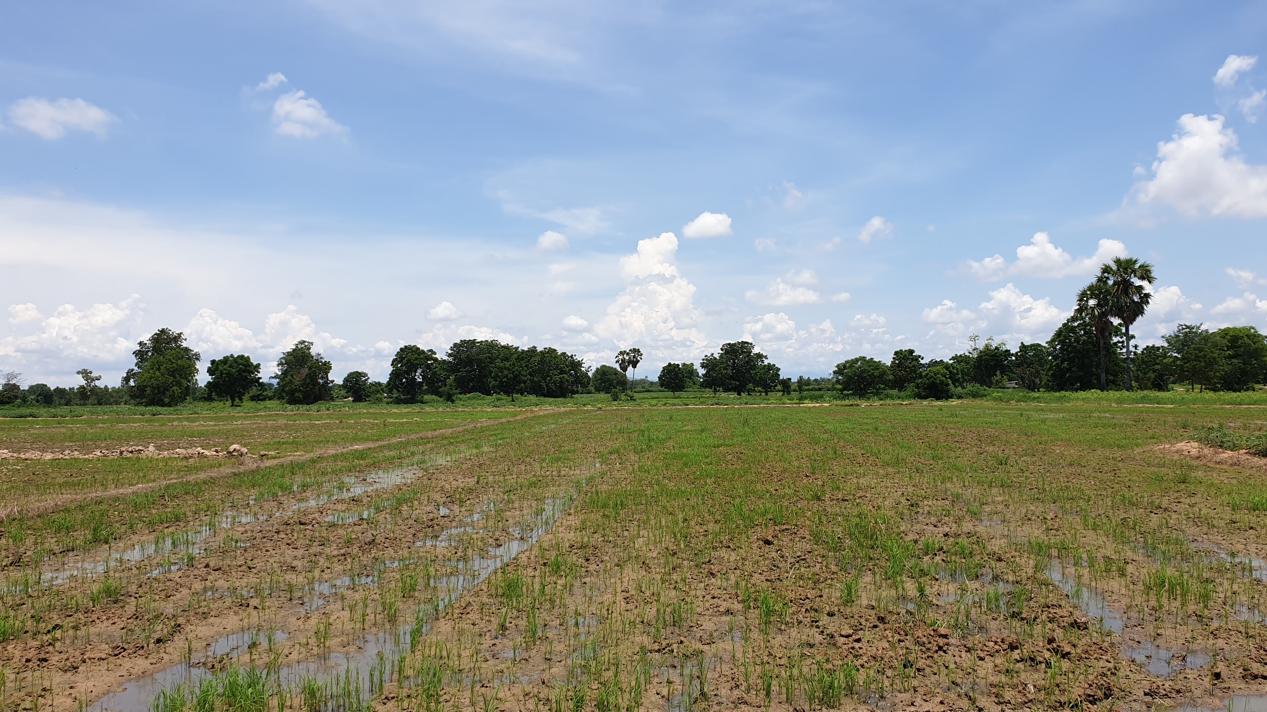 ขายที่ดินราคาถูก ดินดี น้ำดี ติดคลองใหญ่ อ.เลาขวัญ จ.กาญจนบุรี เนื้อที่ 29 ไร่ ไร่ละ 1.3 แสน อยู่ในแหล่งชุมชน ใกล้วัด ใกล้โรงเรียน รถยนต์ ไฟฟ้า นํ้า เข้าถึง