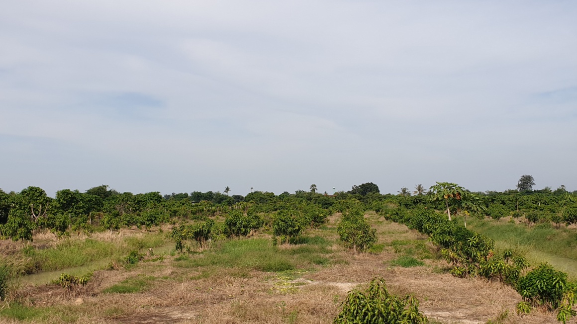 💰ติดทรัพย์💰ขายสวนมะม่วงน้ำดอกไม้สีทอง 6 ไร่ 3 งาน 70 ตารางวา ขายยกแปลง 4.8 ล้าน อ.เมือง จ.สุพรรณบุรี หน้ากว้างติดถนน 64 เมตร ลึก 172 เมตร ที่ดินติดถนนลาดยางทางหลวงชนบท 3006