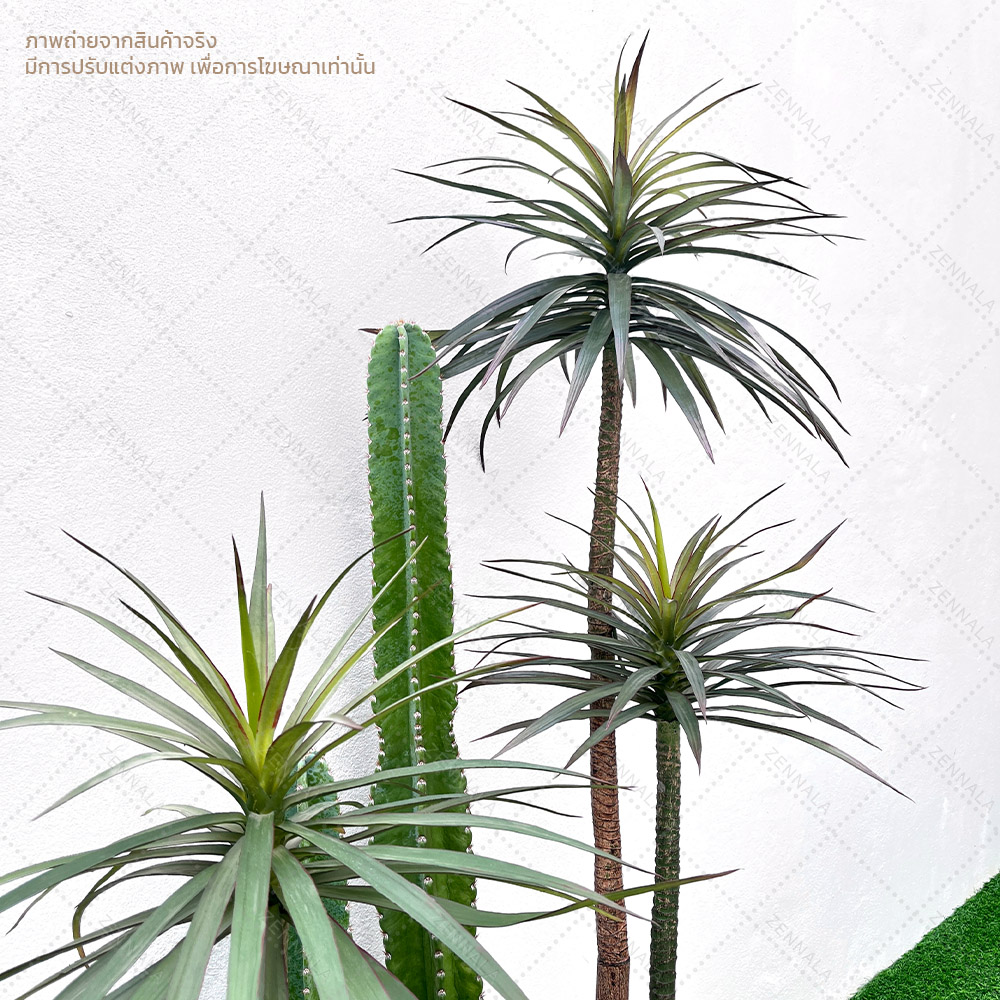 ต้น Dracaena draco ดราแคนน่า จันผาเลือดมังกร พร้อมกระถางดำ มี 2 ไซส์ให้เลือก
