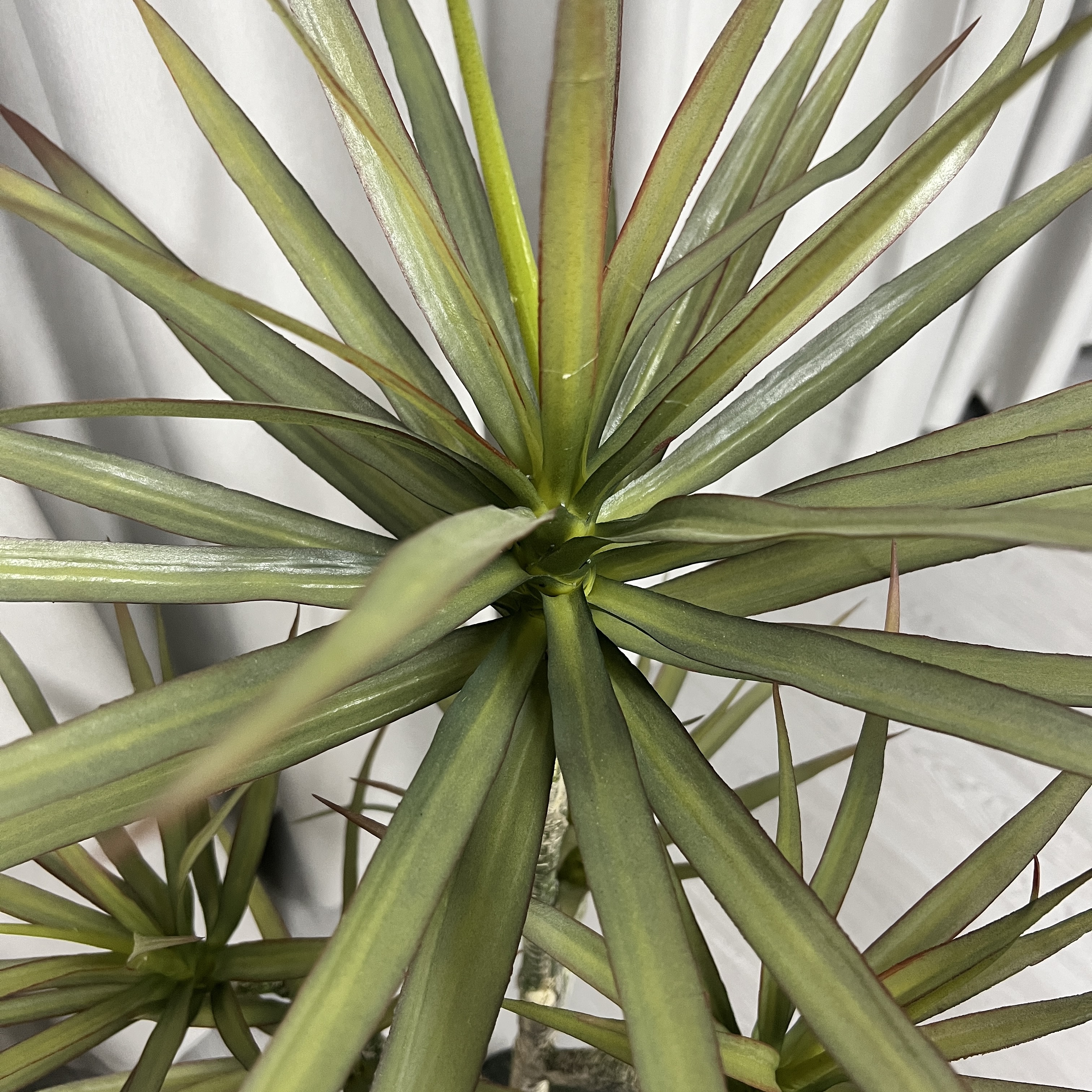 ต้น Dracaena draco ดราแคนน่า จันผาเลือดมังกร พร้อมกระถางดำ มี 2 ไซส์ให้เลือก