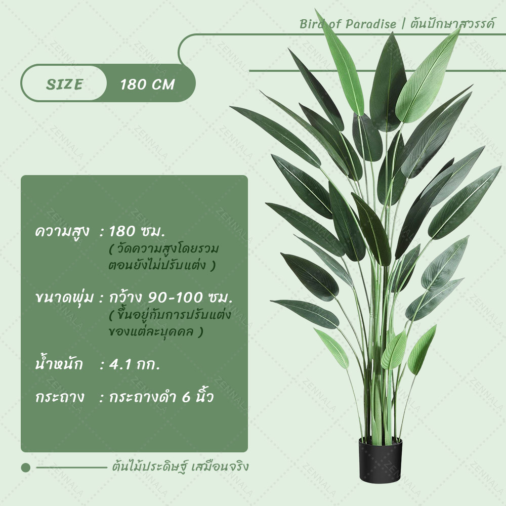 ต้น Bird of Paradise ต้นปักษาสวรรค์ พร้อมกระถางดำ มี 2 ไซส์ให้เลือก